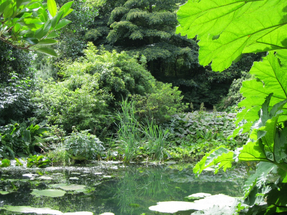 The Pond and Water Garden