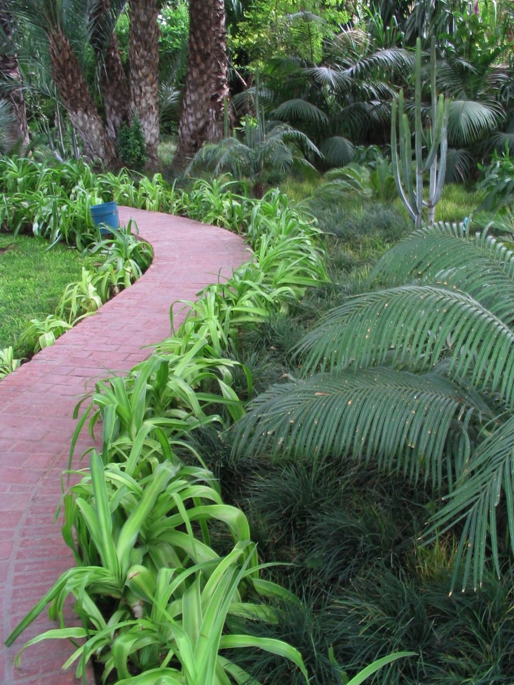 Path to the palm grove