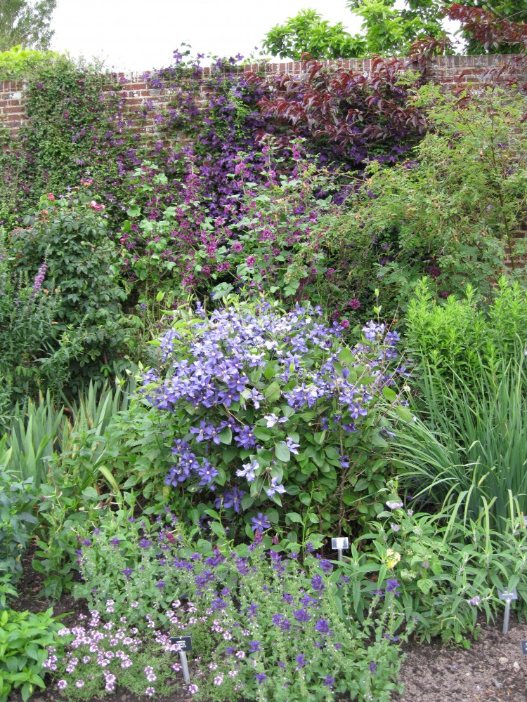 The Long Library Courtyard – Purple Border