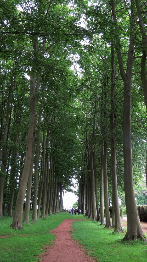 The Beech Allee