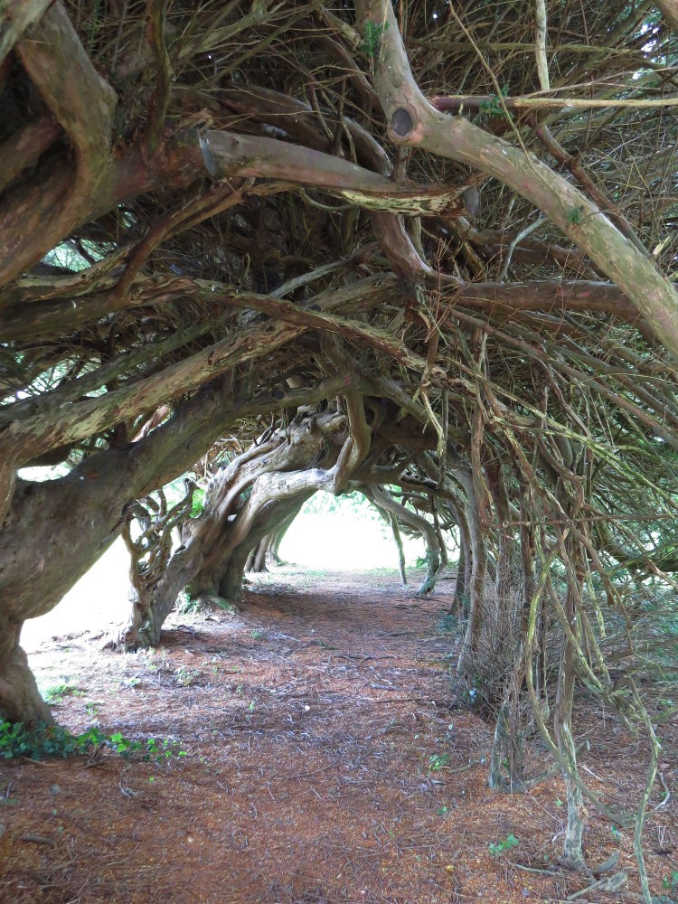 The Yew Tunnel