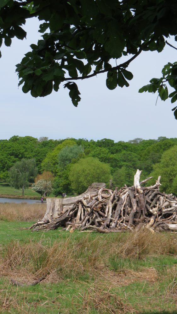 Dead Wood Left to Encourage Wild Life