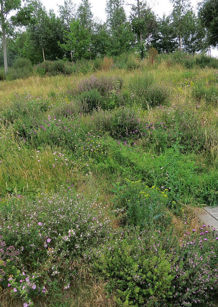 Replanted North Park Meadow 2017