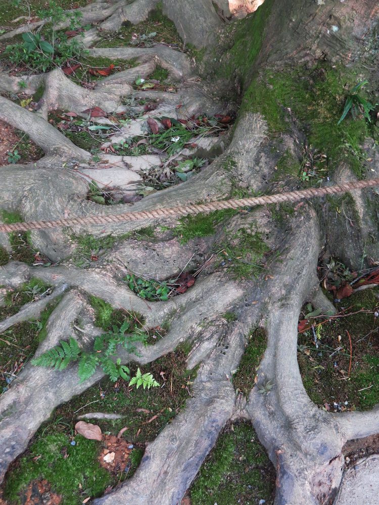 The Water Garden: Tree Roots