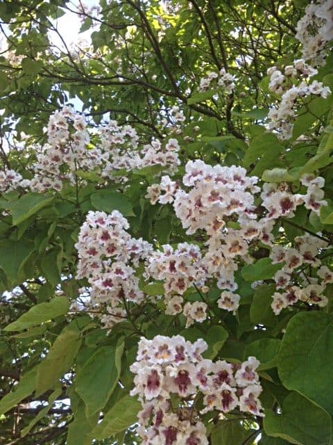 Indian Bean Tree (Catalpa bignononoides) Cherokee Native American tribes called it Catalpa, hence the origin of its Latin name. From the South East United States, it is widely planted for its bright green heart-shaped leaves and trumpet-shaped flowers of mid-summer.