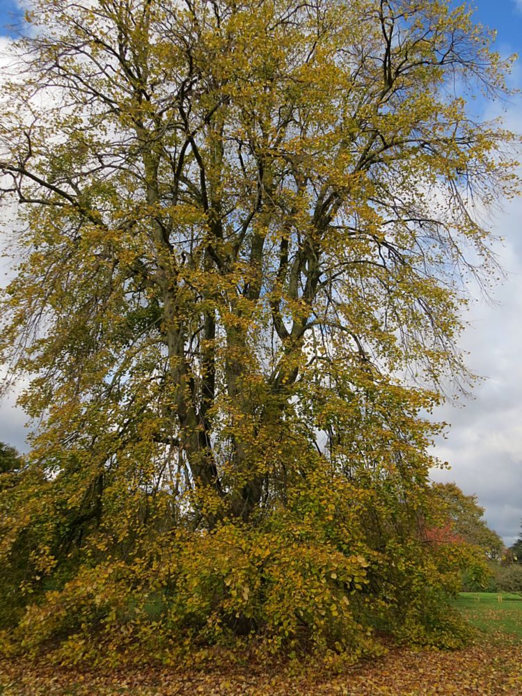 Weeping Silver Lime (Tilia tomentosa ‘Petiolaris’) Autumn Colour (The fragrance of the flowers of lime trees is one of the delights of early summer.)