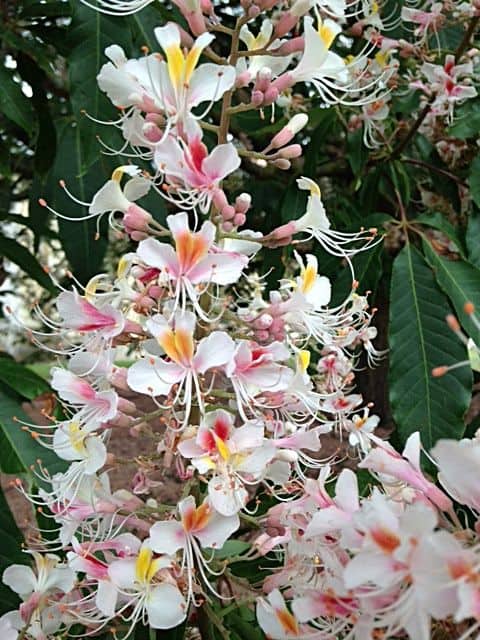 Indian Horse Chestnut (Aesculus indica ‘Sydney Pearce’) (The species originates from the Himalayan Lowlands between Kashmir and Western Nepal) Its stunning flowers make it a popular park tree. Commercial collection of seed for flour production threatens its distribution in the wild.)