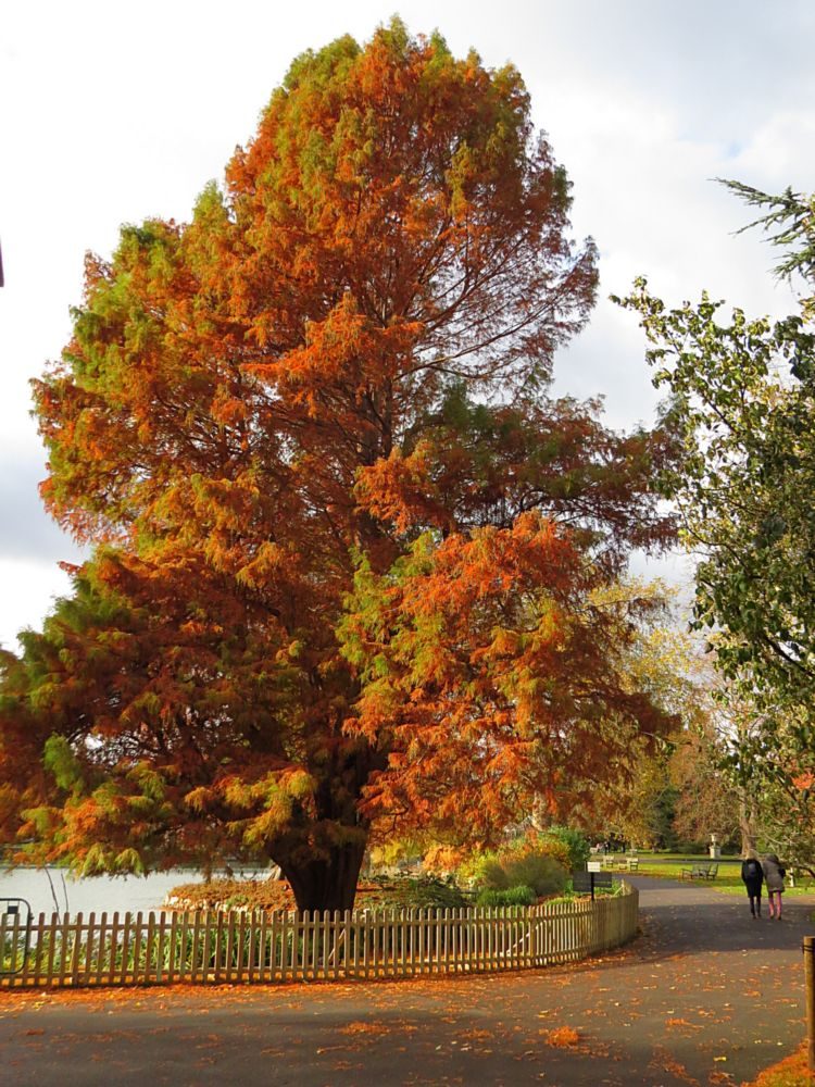 Photo I – Swamp Cypress (Taxodium distichum) Autumn Colour (Deciduous conifer native to the south east USA that thrives on saturated and seasonally inundated soils.)