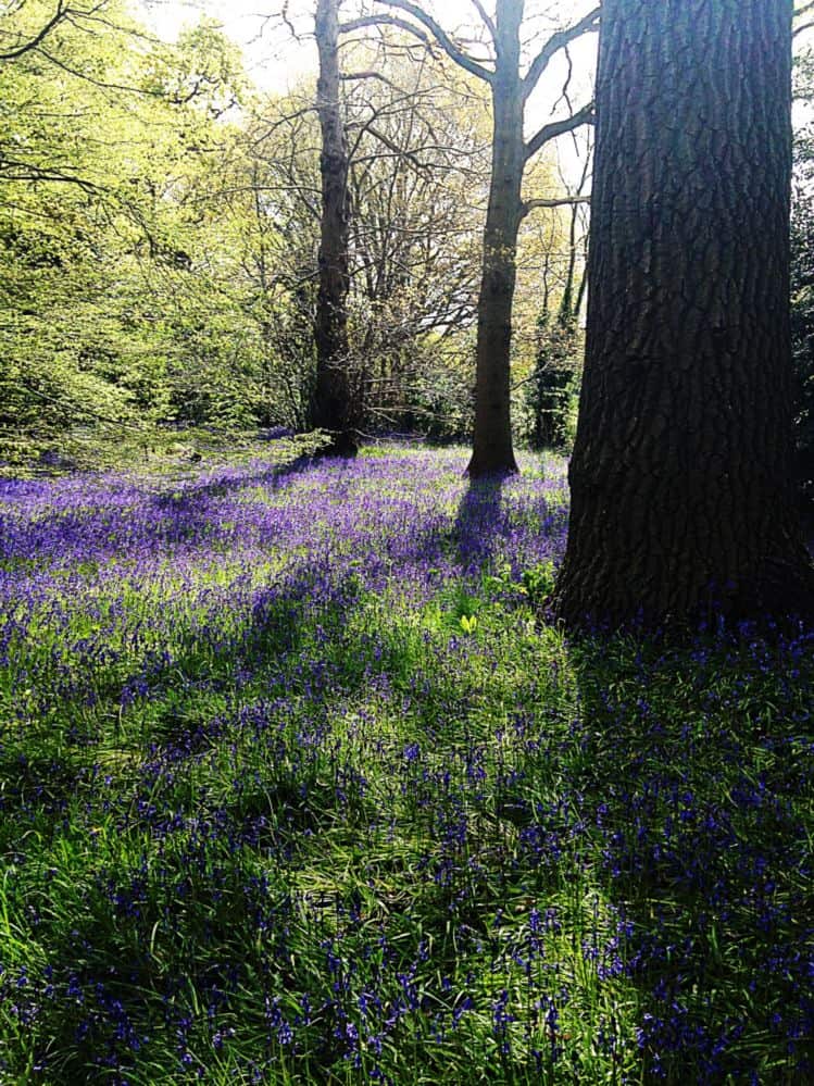May – English Bluebells to the Native Woodland around Queen Charlotte’s Cottage, and also The Cherry Collection and Temperate House.