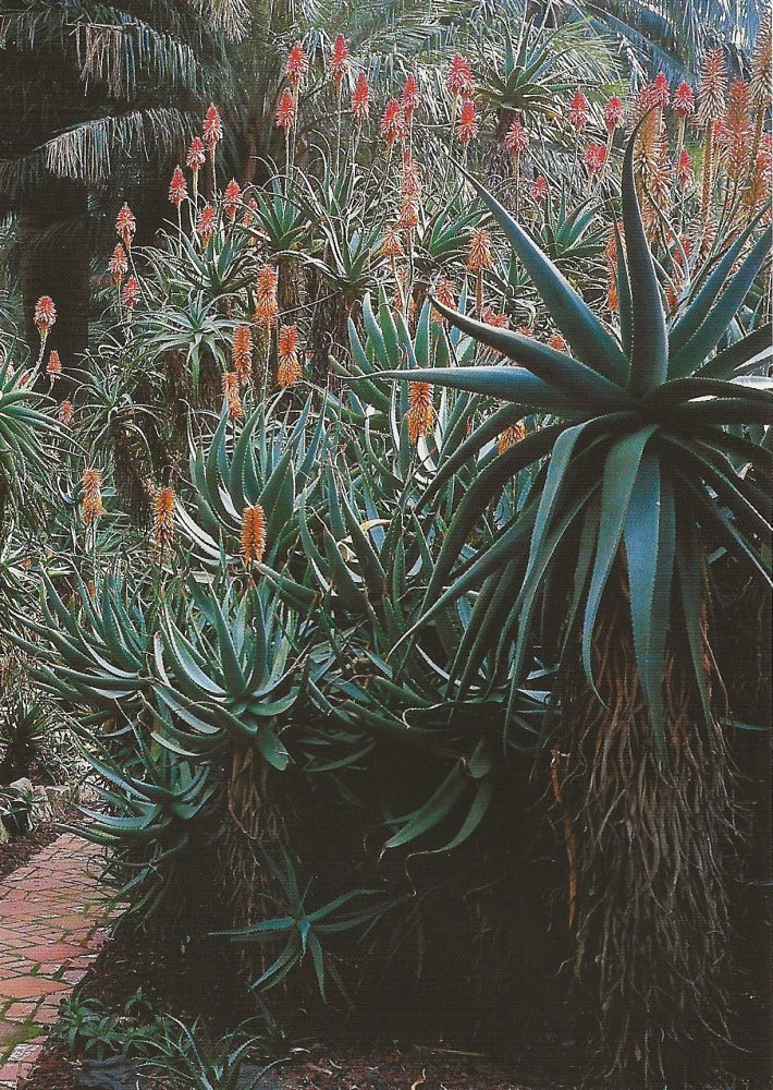 The Aloe Garden