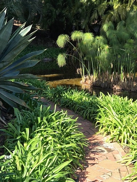 Water Garden – Mass Planting of Agapanthus