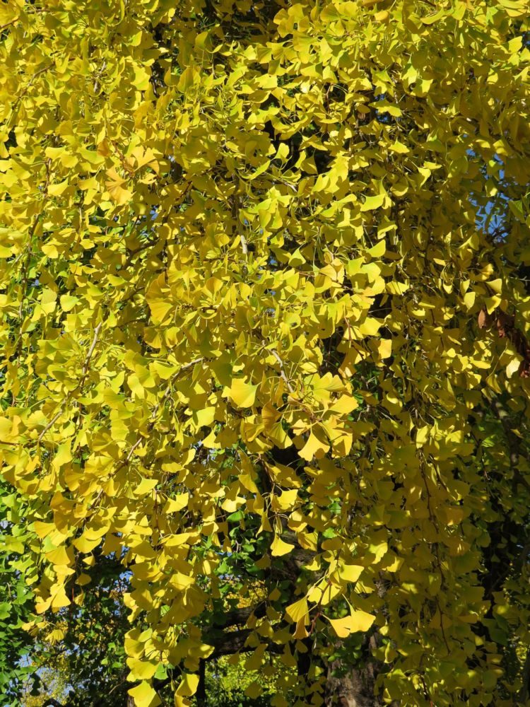  Maidenhair Tree (Gingko biloba) Autumn Foliage (1762 - China) A species of tree over 200 million years old, Gingkos are often planted in cultivation, but few remain in the wild. Widely used in Chinese medicine research is being carried out as to whether its compounds can ameliorate memory loss.