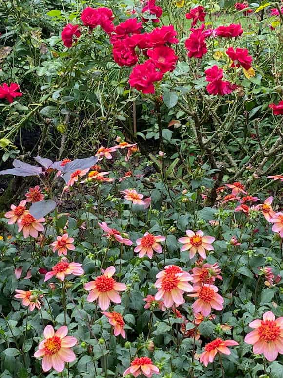 Dahlias