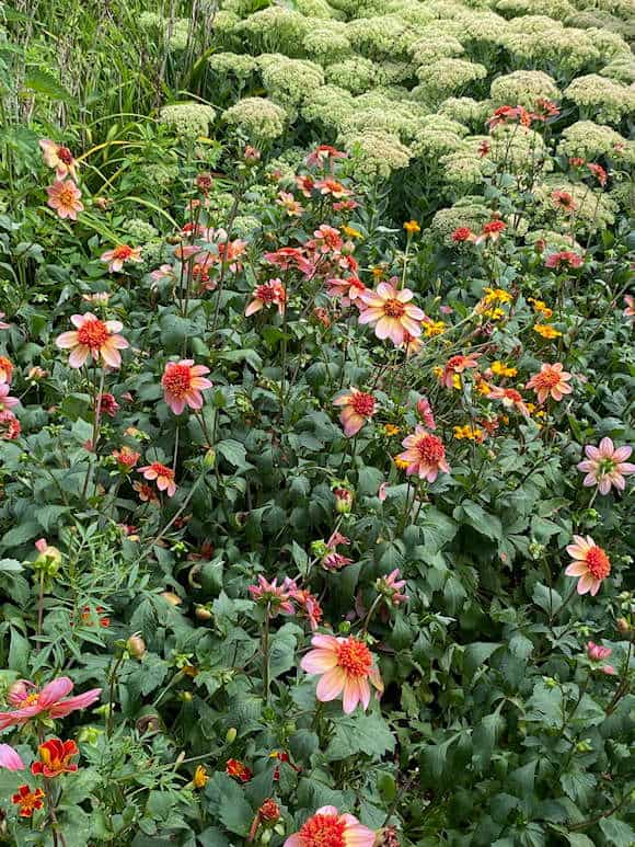 Dahlias