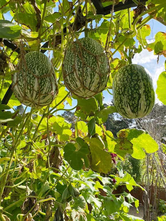 Fig-leaf Gourds from Peru