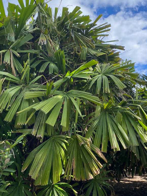 the palmetum tenerife