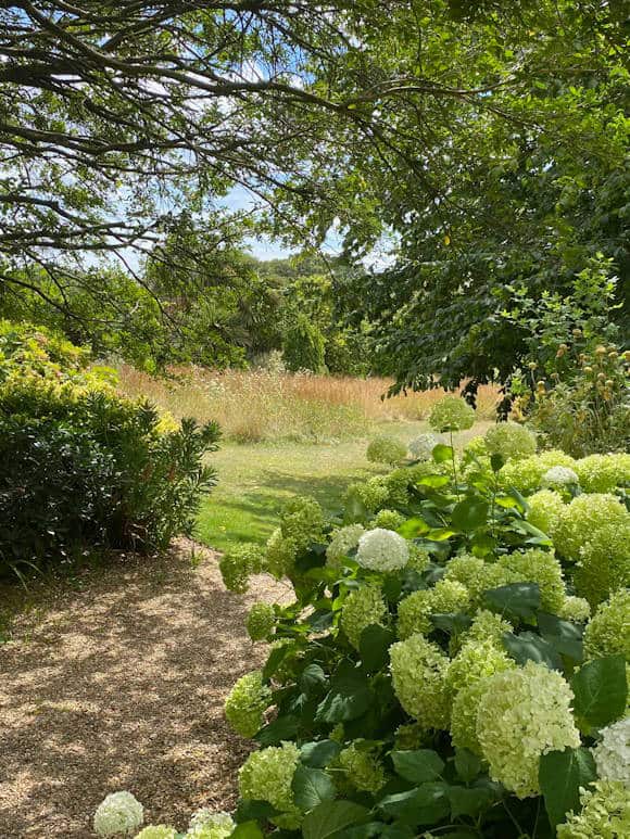 Shaded Area Looking Towards the Meadow