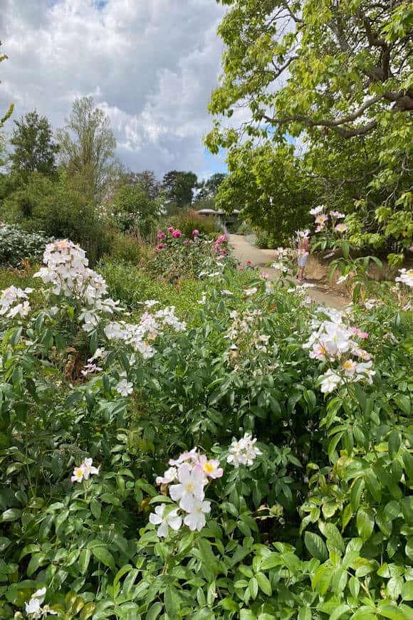 The Bowes-Lyon Rose Garden.