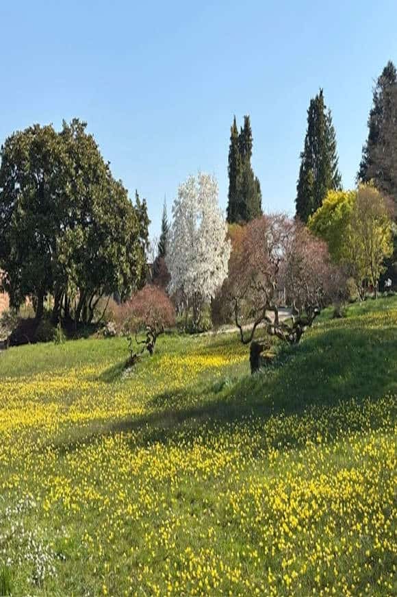 The Alpine Meadow.